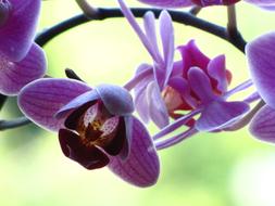 macro photo of purple blooming orchid