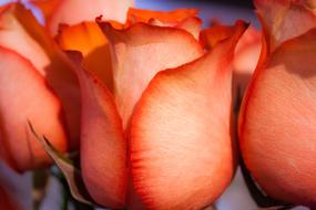 wondrous orange Rose Flower