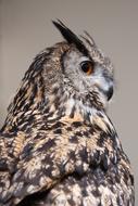Owl Wildlife