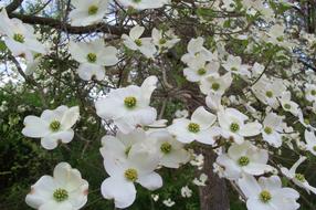 dogwood bush with white flowers in the garden