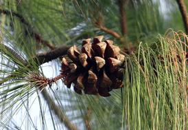 Himalayan Blue Pine Cone