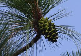 Himalayan Blue Pine Cone