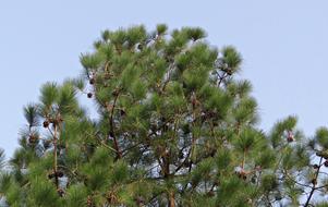 Himalayan Blue Pine Cone