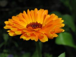 wondrous orange Flower