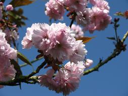 Ornamental Cherry Blossom blue sky