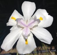 Flower Fairy Iris in Garden