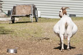 Goat Pregnant