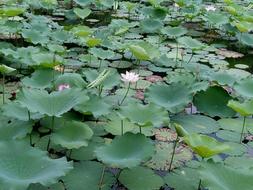 photo of a pond overgrown with lotuses