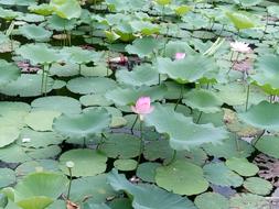Flower Lotus on Pond