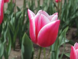 Cute Tulip Flowers field