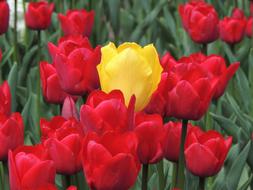 Flower Tulips red yellow