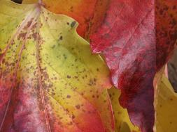 Golden October Leaves Autumn