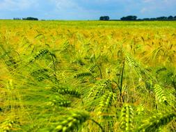 Cornfield Cereals Field