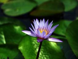 Water Lily Flower in Pond