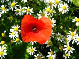 Poppy and Chamomile