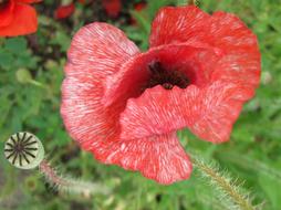 bright buds shirley poppy
