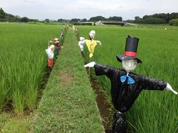 Scarecrow Farm Rice