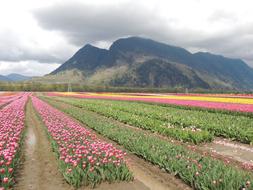 Tulip Garden Open country