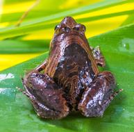 Tree Frog Anuran