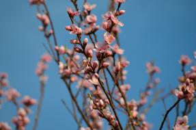 pink Peach Flowers in Spring