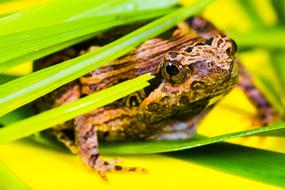 enchanting Tree Frog Anuran