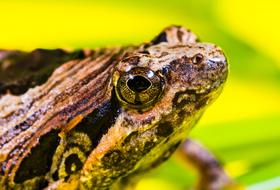 Tree Anuran Frog portrait