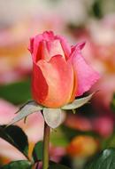 pink Rose Button