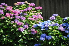 Hortensia Flowers Purple