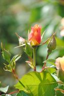 Beautiful, blossoming rose bush with pink and yellow flowers