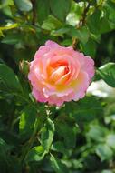 incredible beauty Rose Blossom
