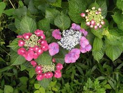 Hydrangeas Hydrangea Purple