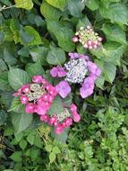 Hydrangeas Hydrangea Purple