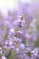 Lavender Flower close up