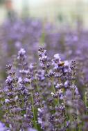 wonderful Lavender Flower Purple