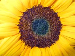 Sunflower Blossom macro