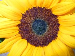 wondrous Sunflower Close Up