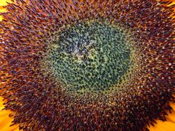 Sunflower Macro