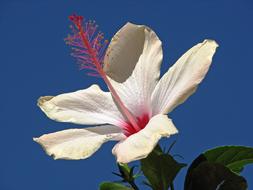 white hibiscus close up on a sunny day