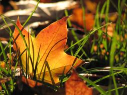 Leaf Autumn Maple