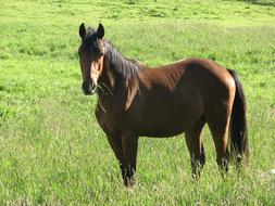 brown horse with black mane grazes in the meadow