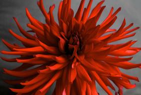 Close-up of the beautiful red dahlia flower