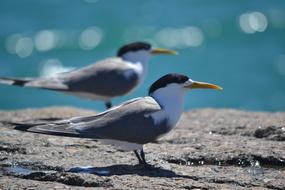 Crested Terns Granite Island South