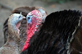 Turkeys Wildlife Blue Face Pink