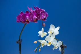 Violet and purple Orchid Flowers