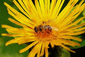 Flower Blossom and bee