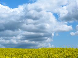 Field Of Rapeseeds Oilseed Rape
