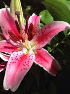 fascinating Lily Stargazer Floral