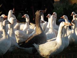 Goose Geese Poultry