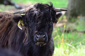 Beef Highland Cow