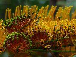 Grevillea Robusta Flowers Yellow